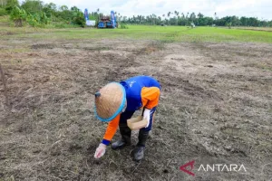 Ketahanan Pangan Diperkuat, Bangka Tengah Serentak Kembangkan Padi Gogo