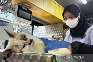 Gambar berita populer DKI Jadi Kota Ramah Hewan, Hadirkan Mobil Klinik Hewan Keliling 