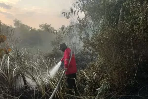 Kebakaran Hutan dan Lahan di Sumsel Mencapai 306 Kejadian hingga Awal Juli 2026