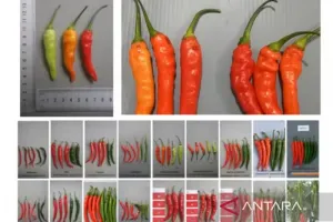 BRIN Kembangkan Cabai Rawit Hibrida CR 58, Produktivitas Tinggi dan Tahan Hama.