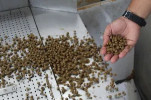 DKP Lampung Perkuat Pengembang Pakan Ikan Mandiri untuk Tingkatkan Kesejahteraan Pembudi Daya.