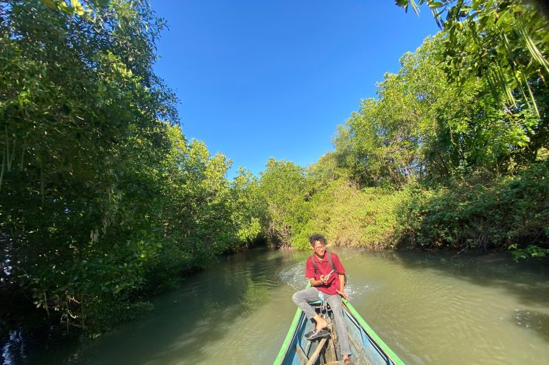 Tak Sekadar Lindungi Pesisir, Mangrove Kure Caddi Kini Jadi Sumber Penghidupan Warga.