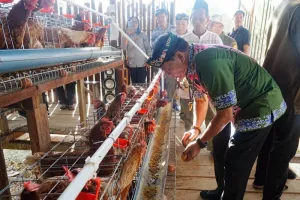 Bantuan Pemprov Kaltara Berbuah Hasil, Gubernur Hadiri Panen Perdana Telur Ayam Petelur.