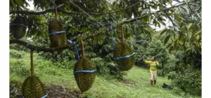 Dari Cawang Kidau, Durian Kaur Siap Menjadi Ikon Wisata dan Ekonomi Baru Bengkulu