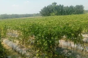 Hadapi Kemarau, Petani Lebak Kembangkan Tanaman Sayuran 
