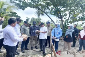 Kementan Bantu Bibit Kelapa untuk Petani Barito Kuala, Produktivitas Perkebunan Ditingkatkan.