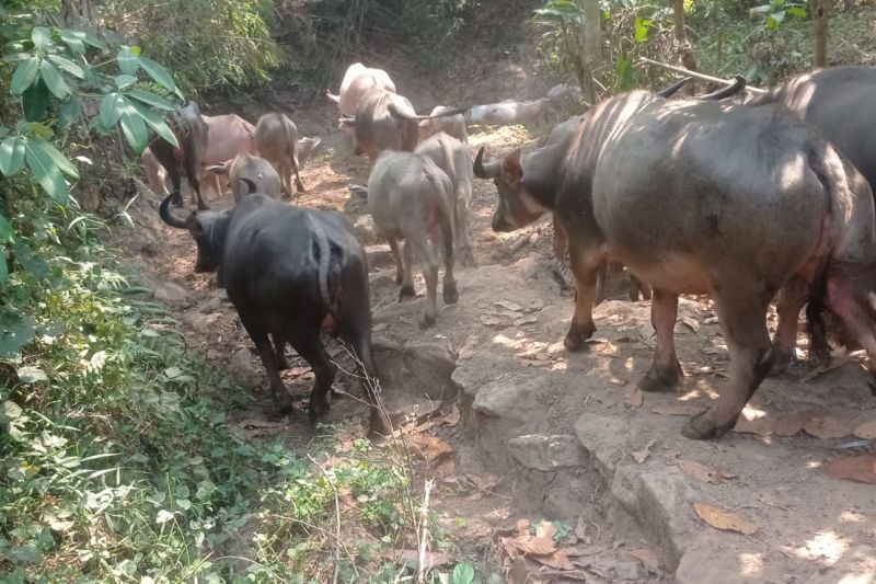 Lebak Terapkan Teknologi IB untuk Tingkatkan Populasi Ternak Kerbau
