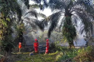 Karhutla di Jambi Terus Meningkat, Perusahaan Migas Petrochina Jabung Bantu Padamkan 