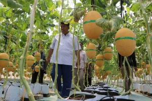 Melon Jadi Harapan Baru! Kelompok Tani di Kulon Progo Genjot Ketahanan Pangan