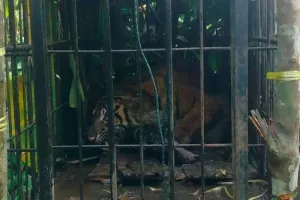 Rantai Makanan Rusak, Harimau Terancam Masuk Permukiman dan Kehilangan Mangsa