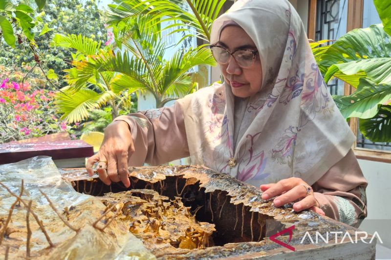 Bisnis Madu Tawarkan Ekonomi Riau Tanpa Tebang Hutan
