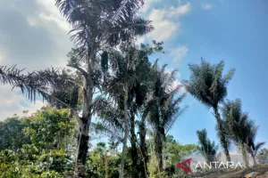 Cuma dalam 6 Bulan, Produksi Gula Aren Rejang Lebong Capai 3,2 Juta Kg