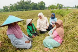 Gubernur: Produksi Padi Jawa Timur Diprediksi 9,86 Juta Ton GKG hingga Oktober
