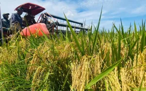 Provinsi Aceh saat Ini Surplus Beras 300 Ribu Ton per Tahun