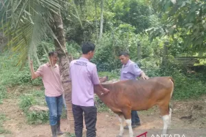 Sawahlunto Gencarkan Vaksin PMK Tahap II untuk Hewan Ternak Warga.