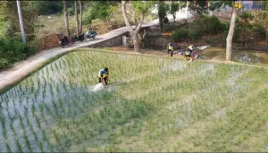 Selamatkan 300 Hektare Sawah Kekeringan, KemenPU Terjunkan 10 Pompa di Karawang
