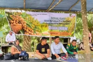 DPTPH Kaltim Bekali Petani PPU Teknik Pascapanen Lengkeng Lokal.