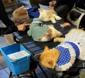 Pemkot Surabaya Perketat Penjagaan Jalan Tunjungan dari Eksploitasi Kucing untuk Donasi Tanpa Izin
