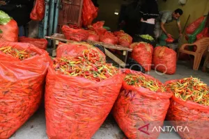 Bikin Emak-emak Resah! Harga Cabai Naik Terus akibat El Nino