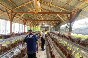 Bukan Sekadar Dibina, Warga Binaan Lapas Amurang Kini Belajar Budidaya Ayam Petelur