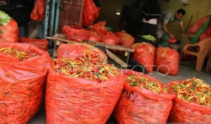 El Nino Bikin Cabai di Sulsel Meroket hingga Rp85 Ribu per Kilogram