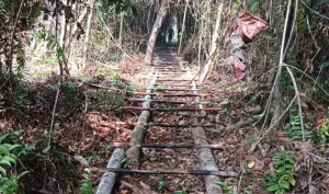 Kemenhut Telusuri Keterlibatan Pihak Lain dalam Pembalakan Taman Nasional Berbak-Sembilang, Jambi