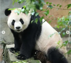 Xi Jinping Kirim Dua Panda ke Kebun Binatang Atlanta sebagai Duta Persahabatan Tiongkok-AS