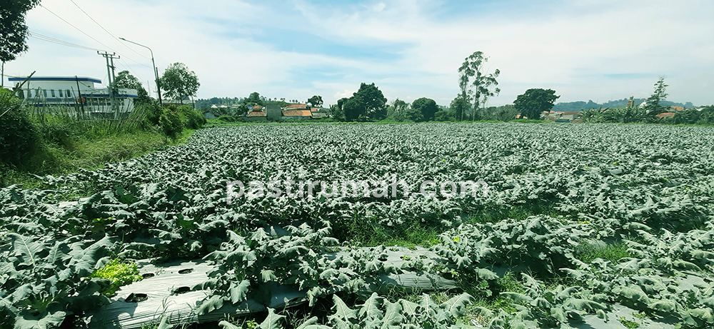Tanah Untuk Resort Kebun Produktif di Kawasan Lembang Bandung Barat