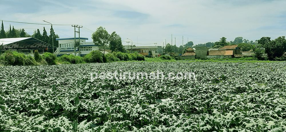 photo-3