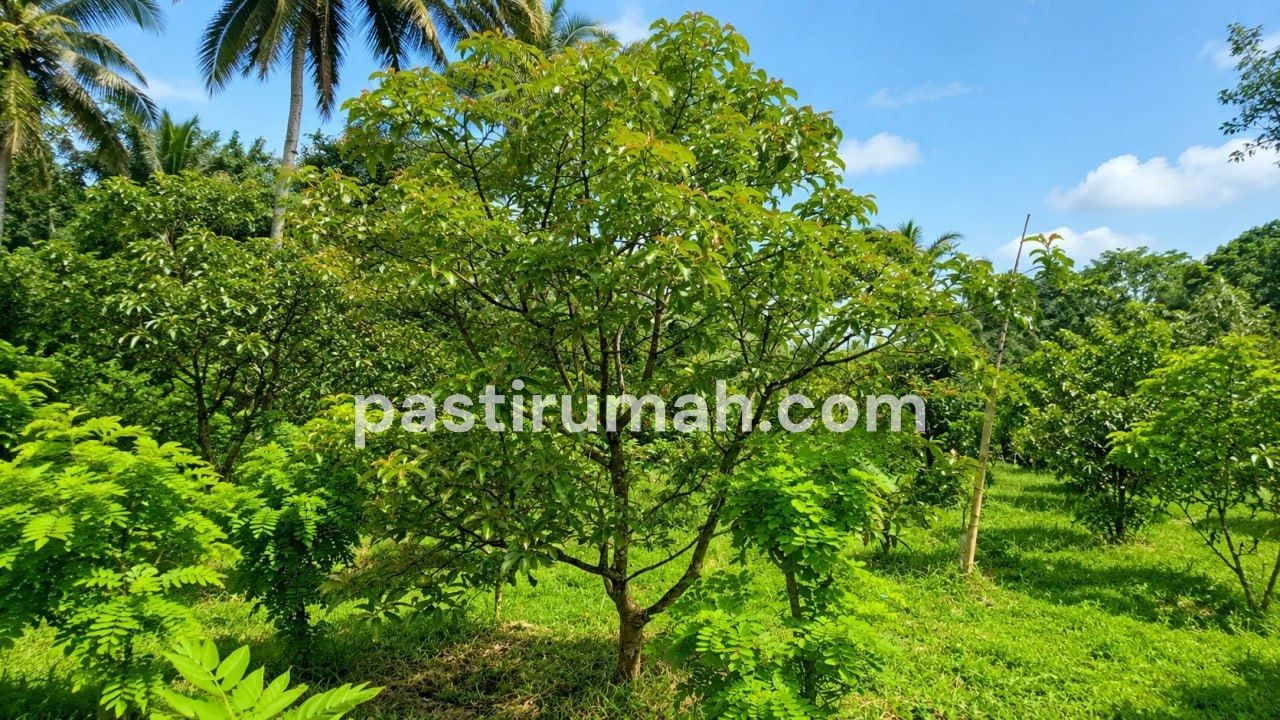 photo-9