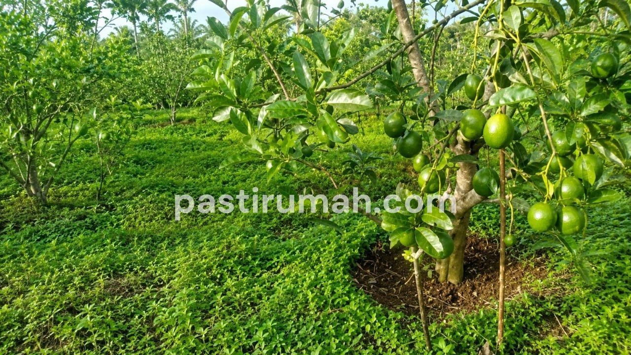 photo-5