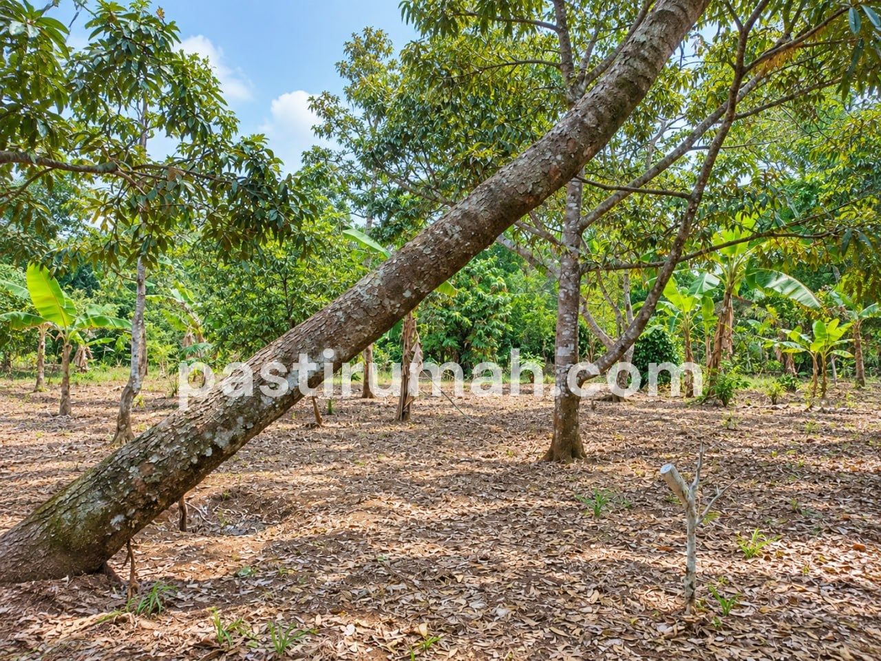photo-2