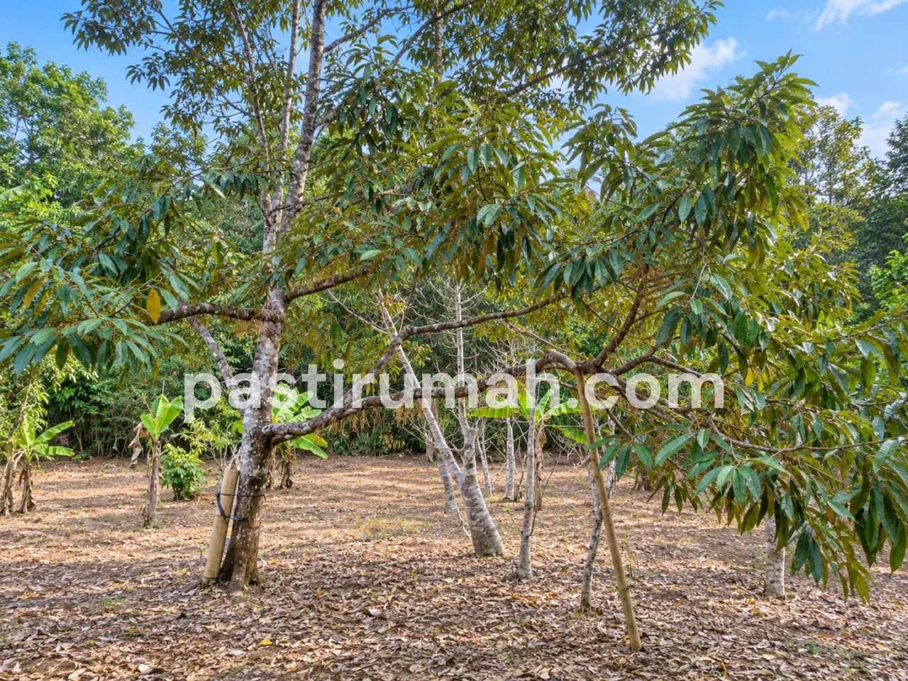 photo-1