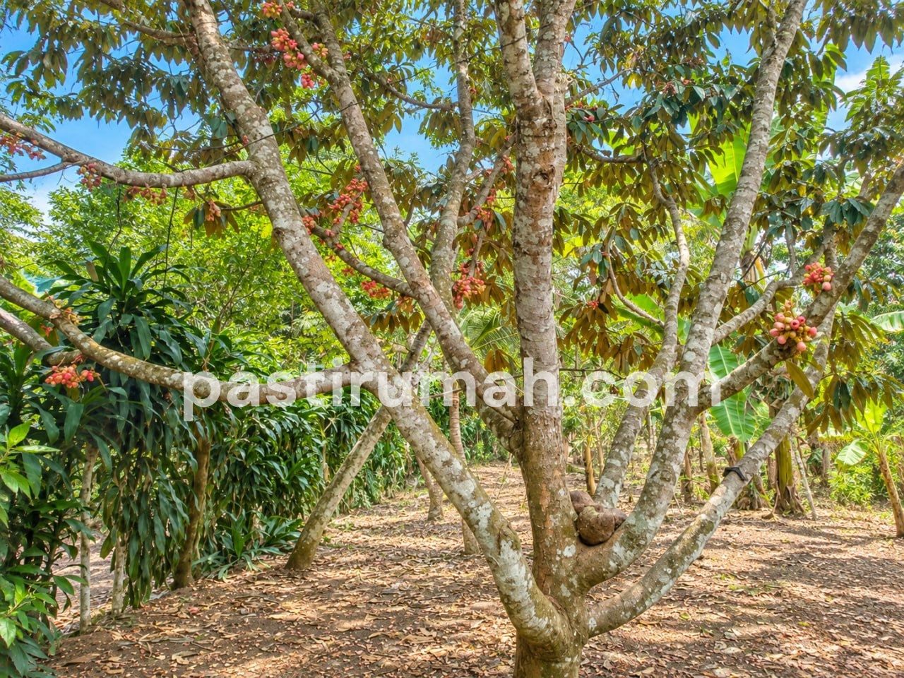 photo-3