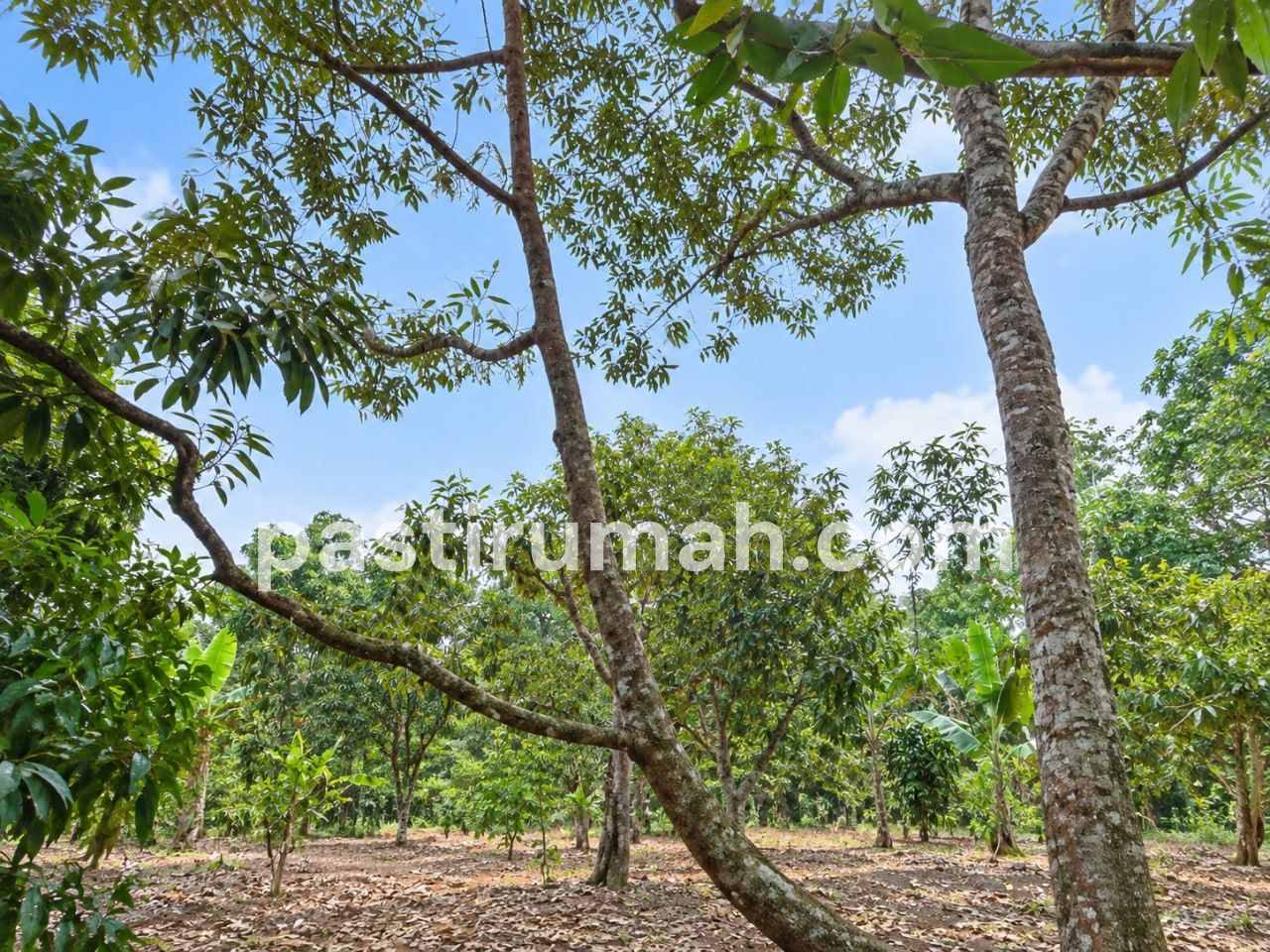 photo-4