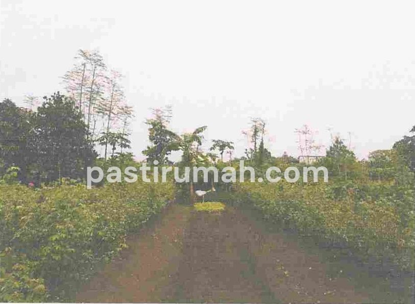 photo-8