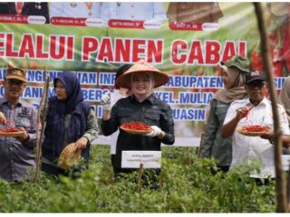 Panen Perdana, Wakil Bupati Netta Apresiasi Program Pemanfaatan Lahan Kelompok Petani Cabai