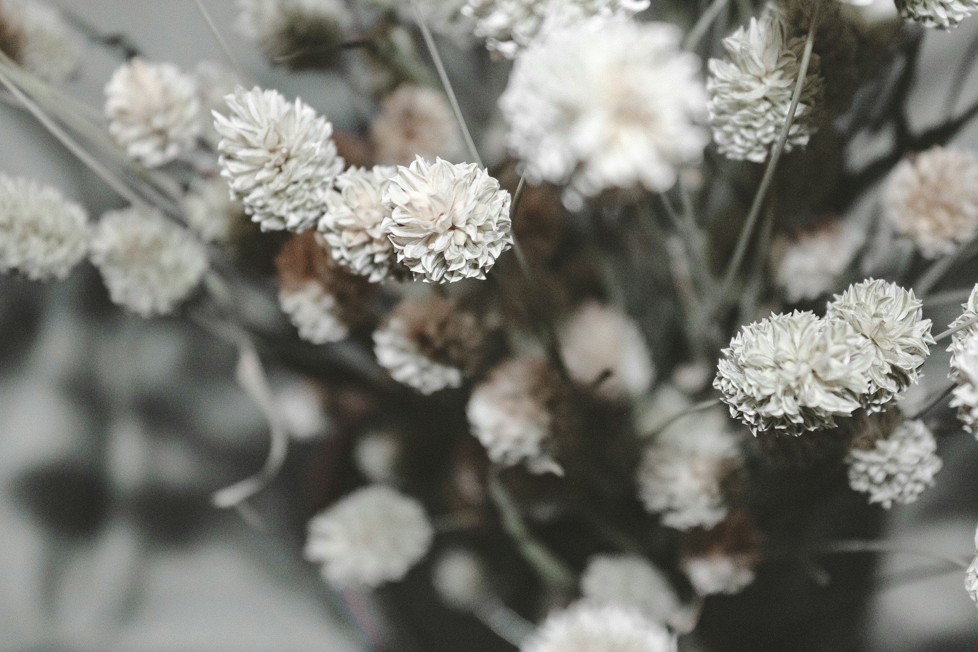 white flower