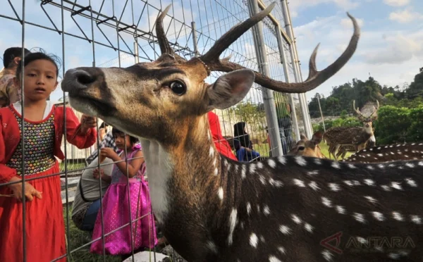Wsiata-Unik-di-Sekayu-Melihat-Rusa-Totol-di-Rumdin-Bupati-Muba-Foto-Ist