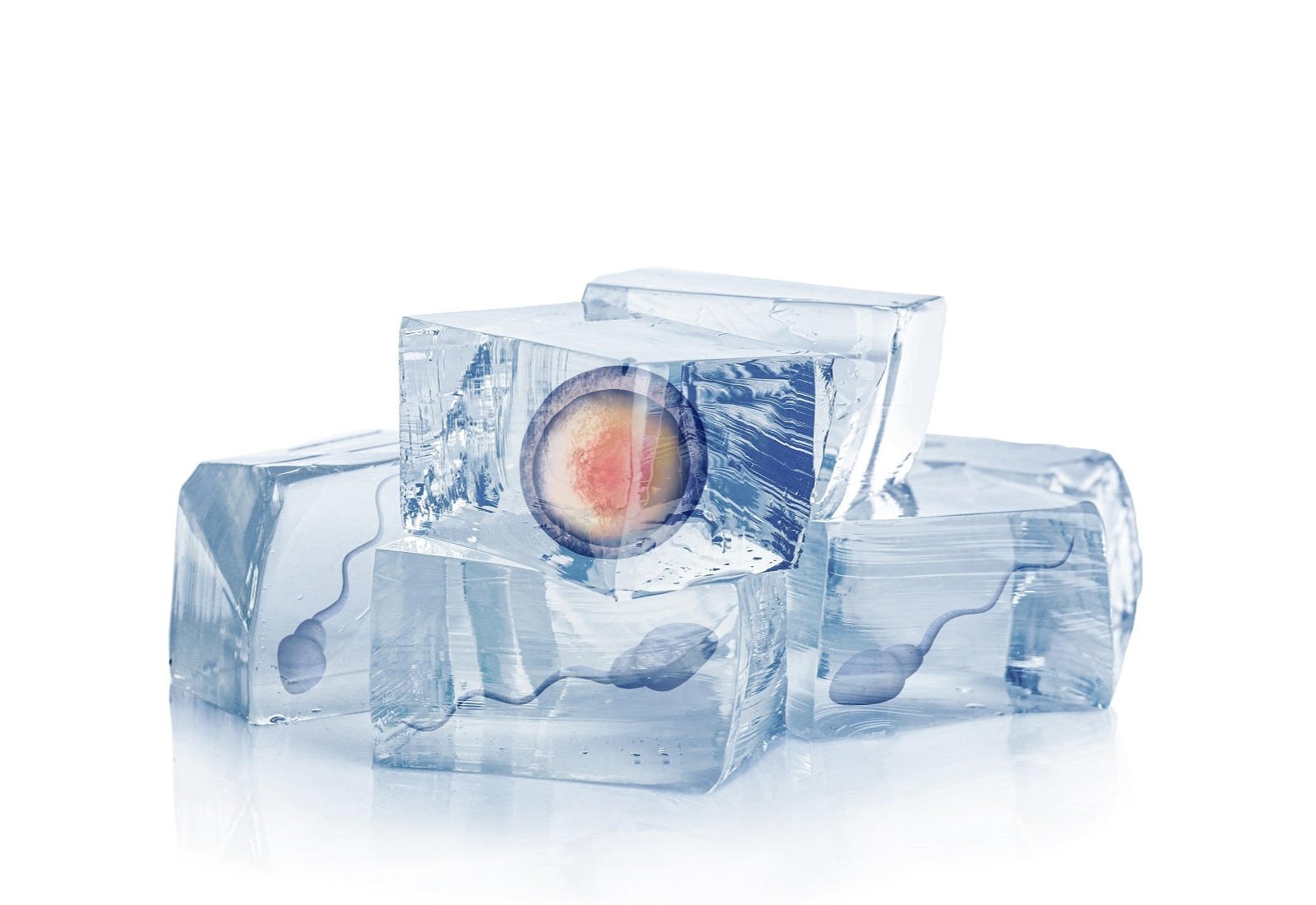 Egg Freezing: Teknologi untuk Menyimpan Cadangan Sel Telur Berkualitas