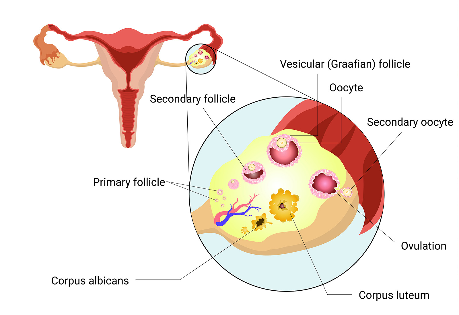 Memahami Oogenesis: Proses Pembentukan Sel Telur pada Wanita