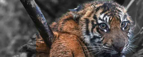 Ketika Tanah Menyebut Namaku