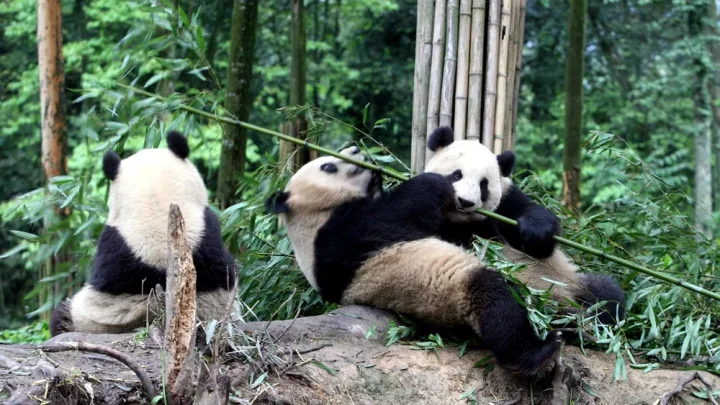 9D CHENGDU DAZU ROCK & PANDA VALLEY