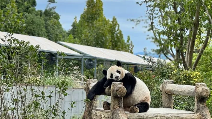 9D CHENGDU PANDA VALLEY MUSLIM