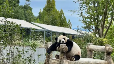 9D CHENGDU PANDA VALLEY MUSLIM