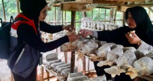 Ubah Limbah Bambu Jadi Peluang Ekonomi Sirkular