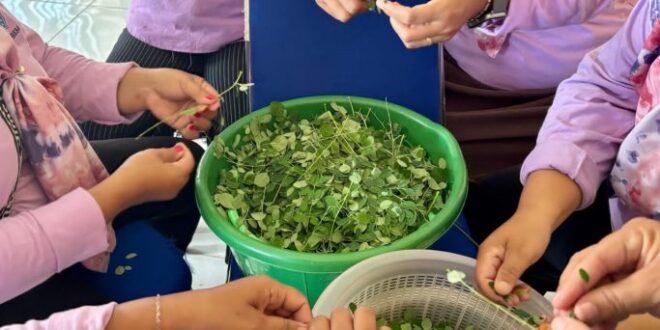 Dorong Ekonomi Warga Pangkalpinang, Kelor dan Rosella Diolah Jadi Produk Herbal Bernilai Jual