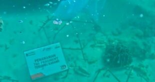 Tanam 760 Bibit Terumbu Karang, Jaga Ekosistem Pulau Tikus Bengkulu