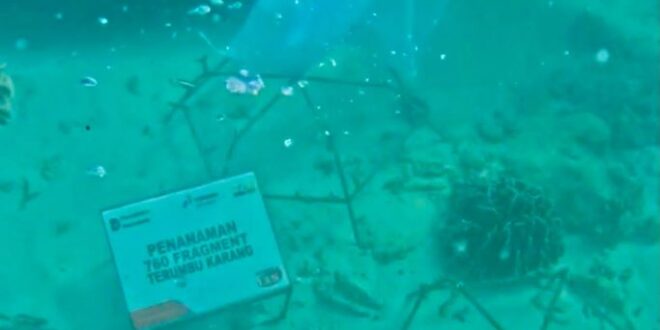 Tanam 760 Bibit Terumbu Karang, Jaga Ekosistem Pulau Tikus Bengkulu
