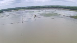 Ratusan Lahan Padi Terendam Banjir, Dinas Pertanian OKUT Akan Segera Saluran Bantuan Benih